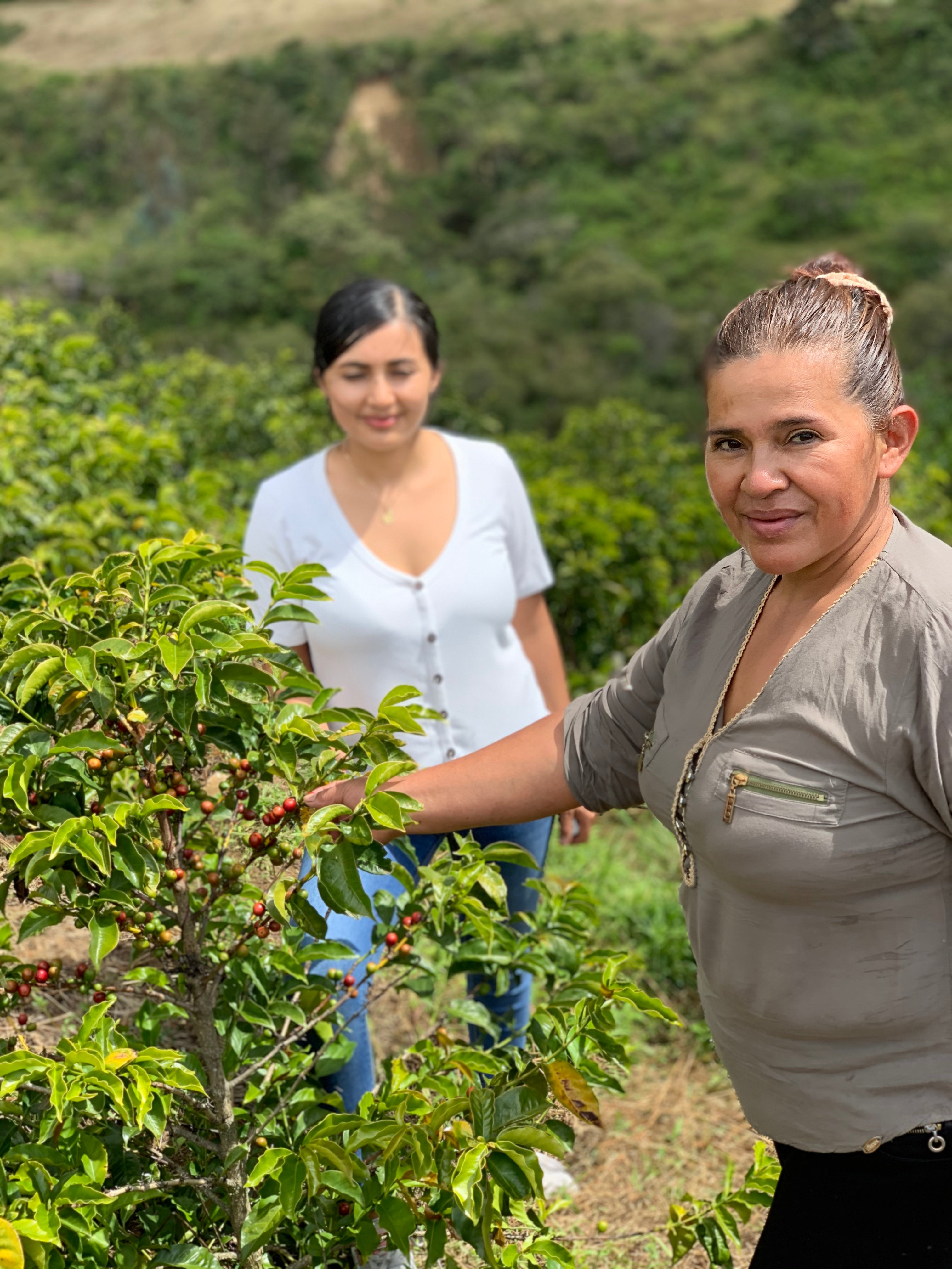 Colombia, Aponte - Caturra, honey