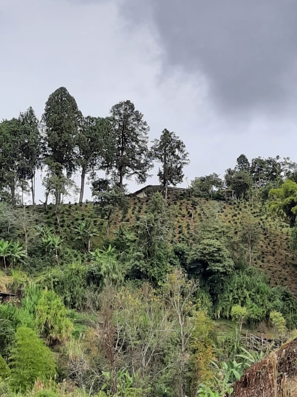 Colombia, Aponte - Caturra, honey