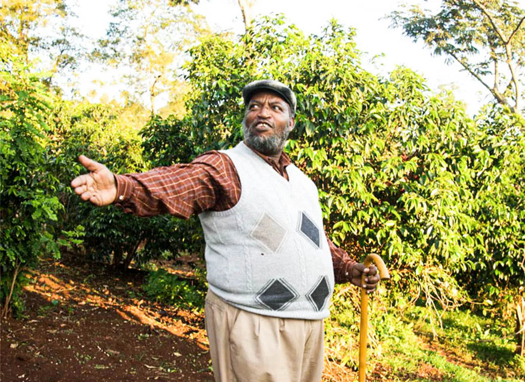 Ethiopia, Guji - Shakisso, washed (Light roast)