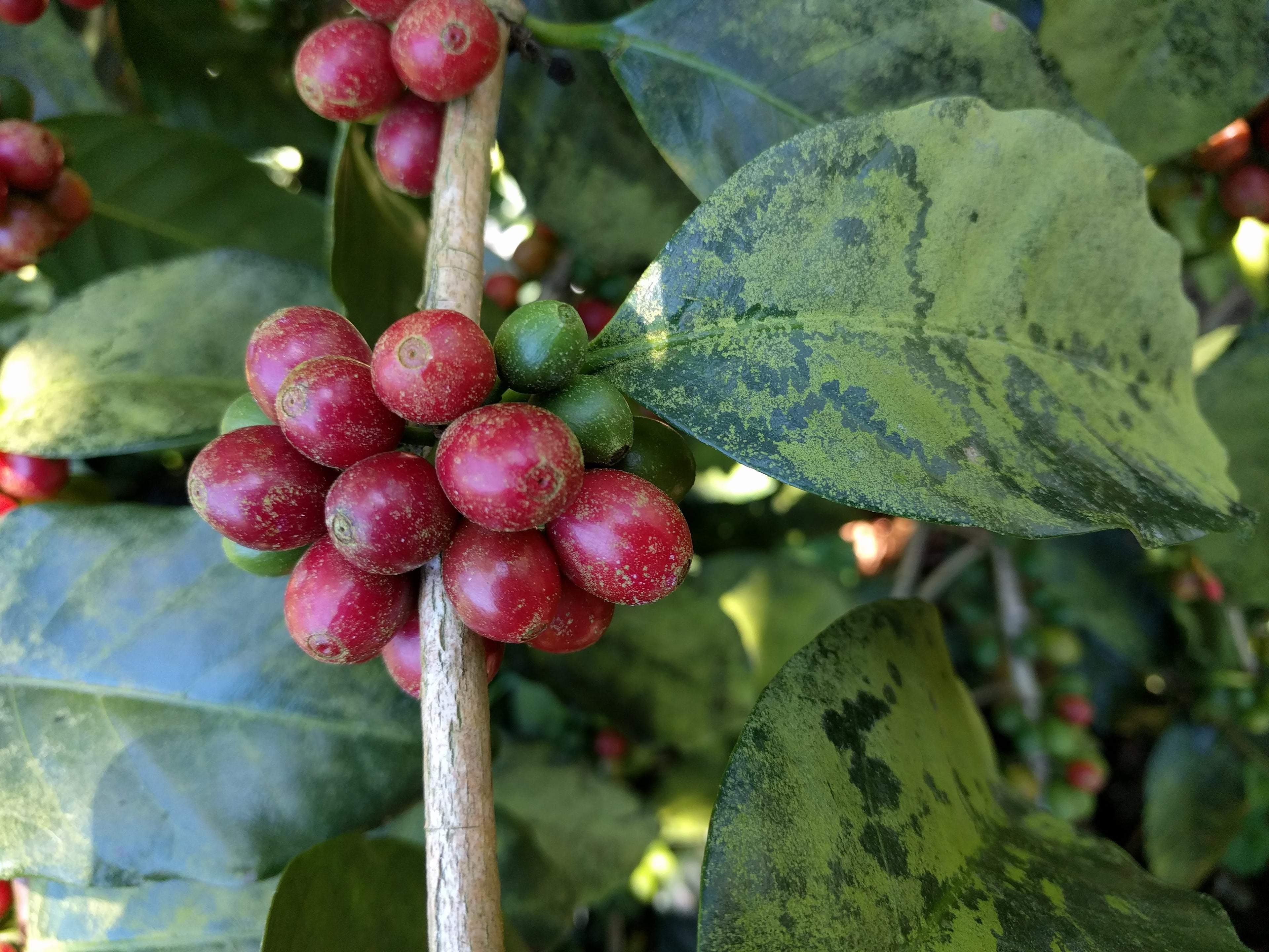 El Salvador, Santa Ana - Tabi, macerated-natural 72 Hours (anaerobic)