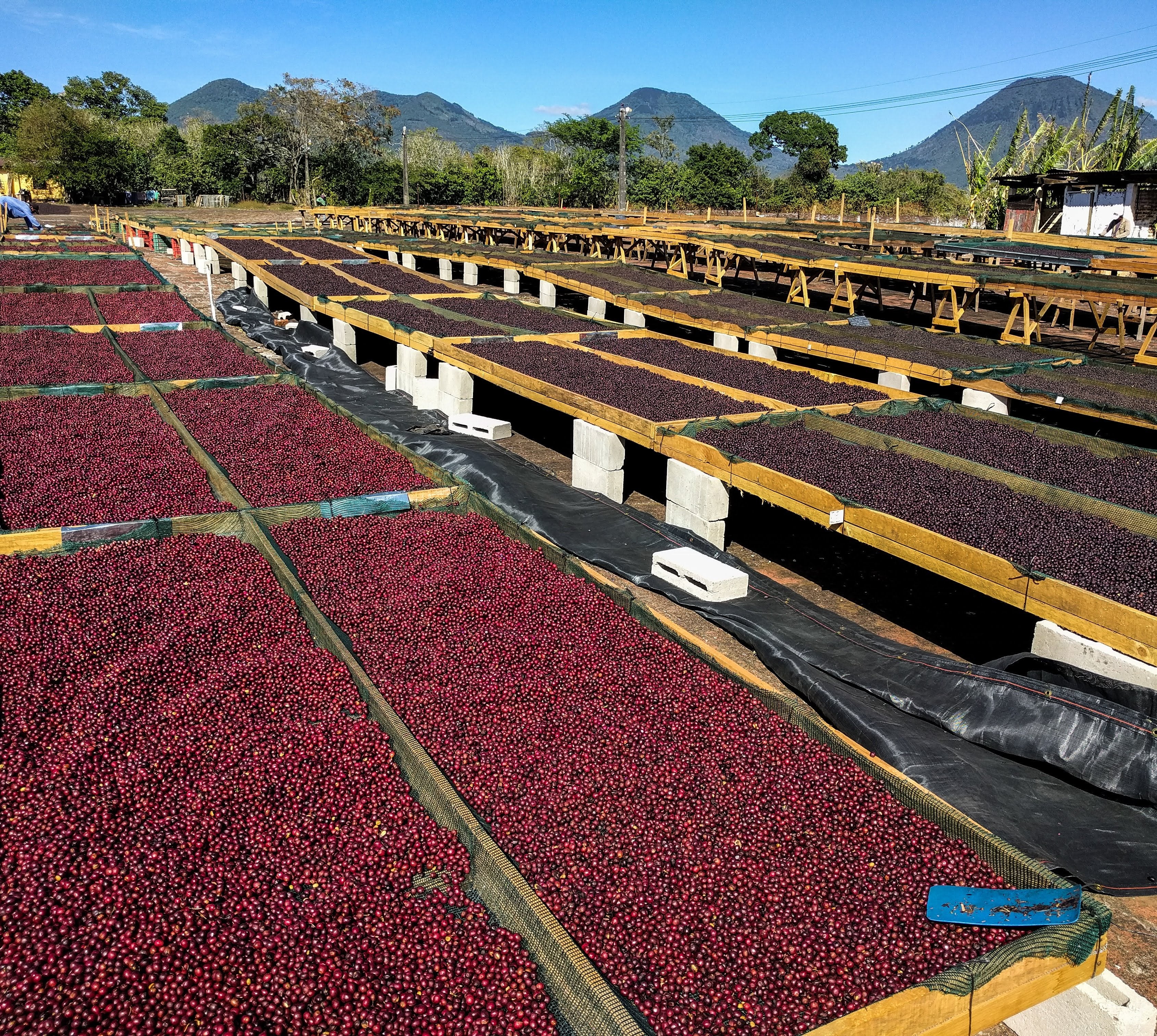 El Salvador, Santa Ana - Tabi, macerated-natural 72 Hours (anaerobic)
