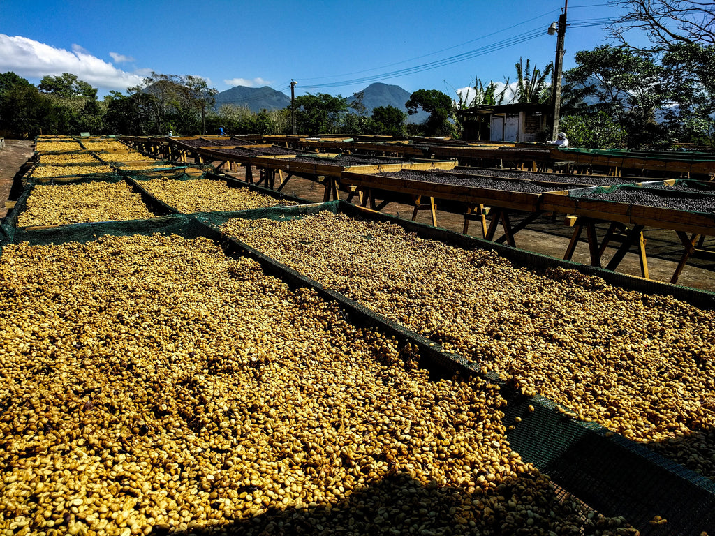 El Salvador Bourbon Washed process