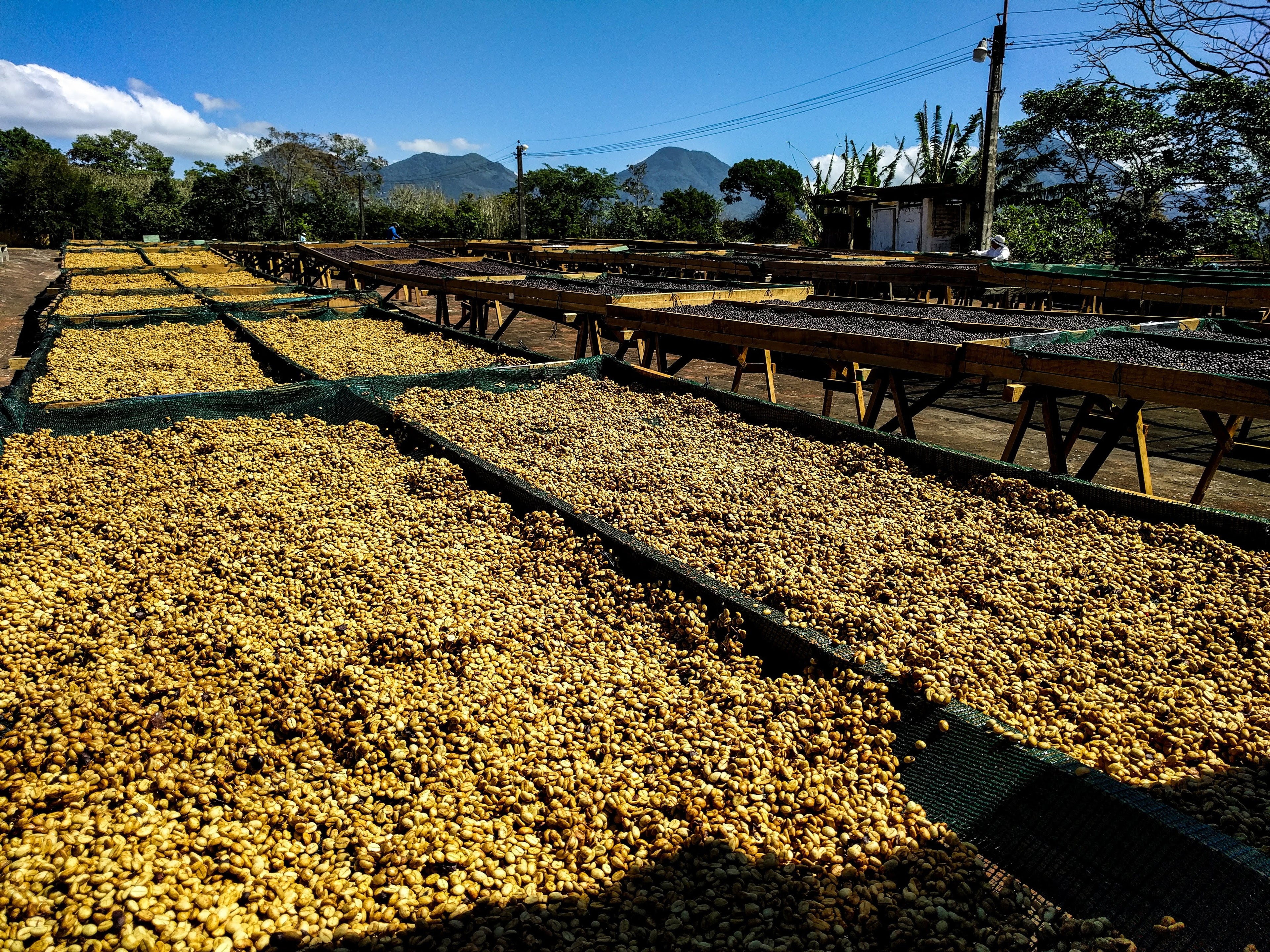 El Salvador Bourbon Washed process