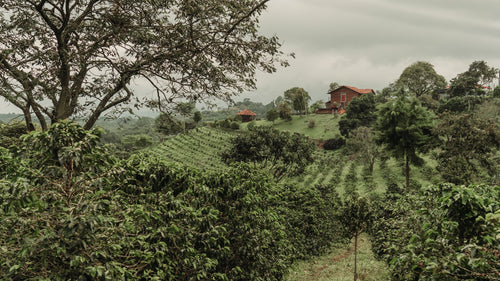Colombia, Quindo - Red Geisha, natural (Light Roast)