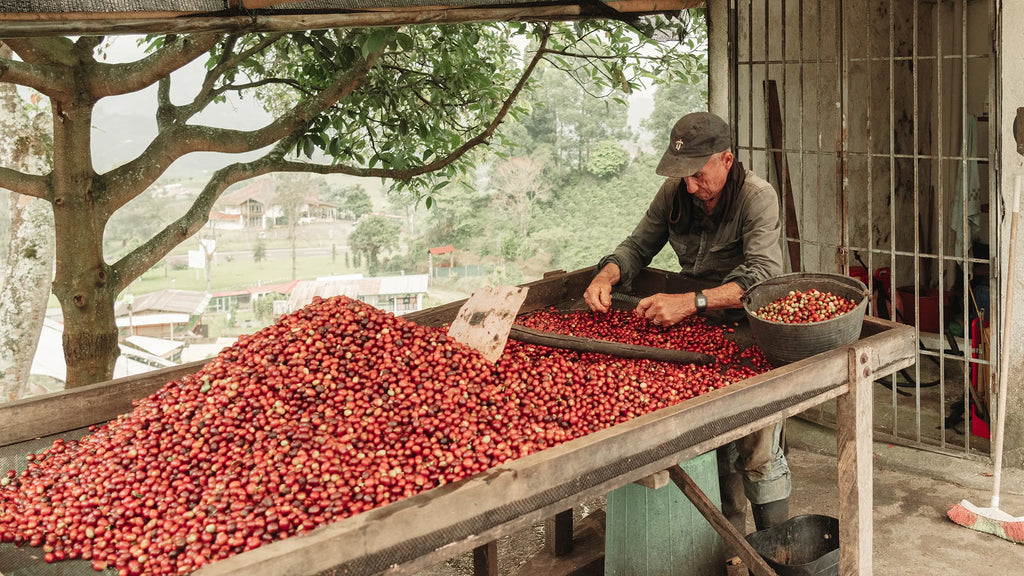 Colombia, Quindo - Red Geisha, natural (Light Roast)