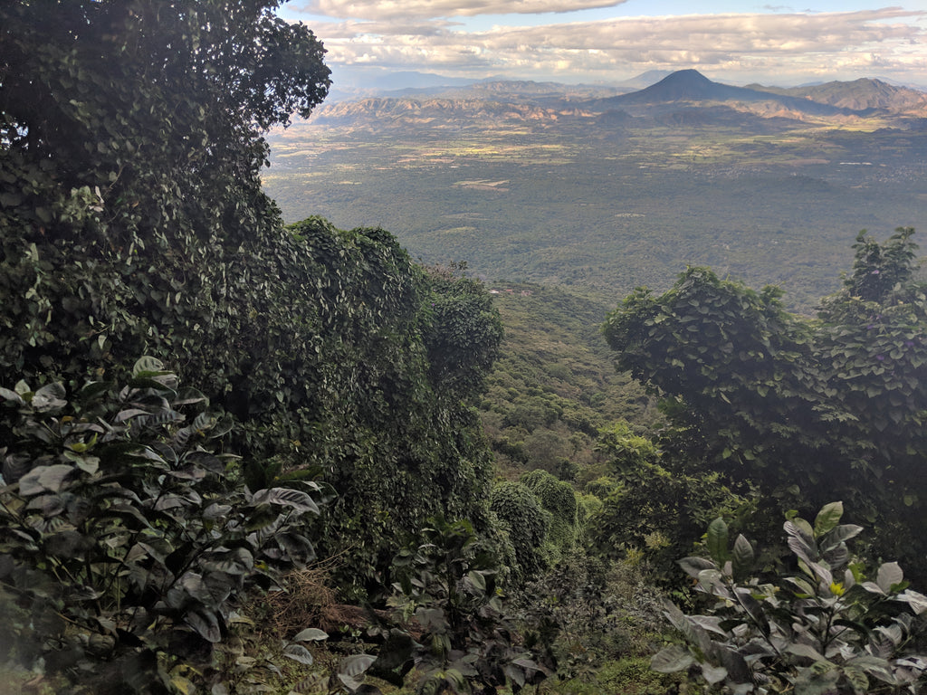 El Salvador Bourbon Washed process