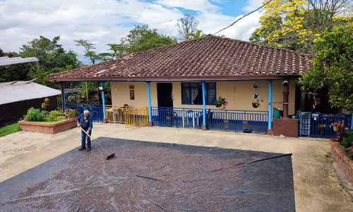 Colombia, Cauca - Sidra Bourbon, Washed