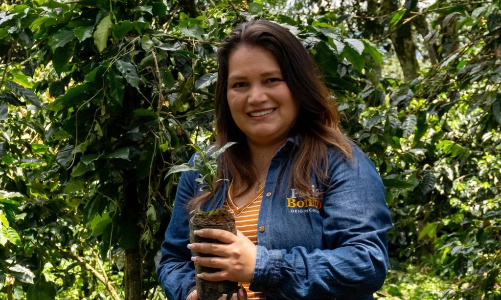 Colombia, Cauca - Sidra Bourbon, Washed