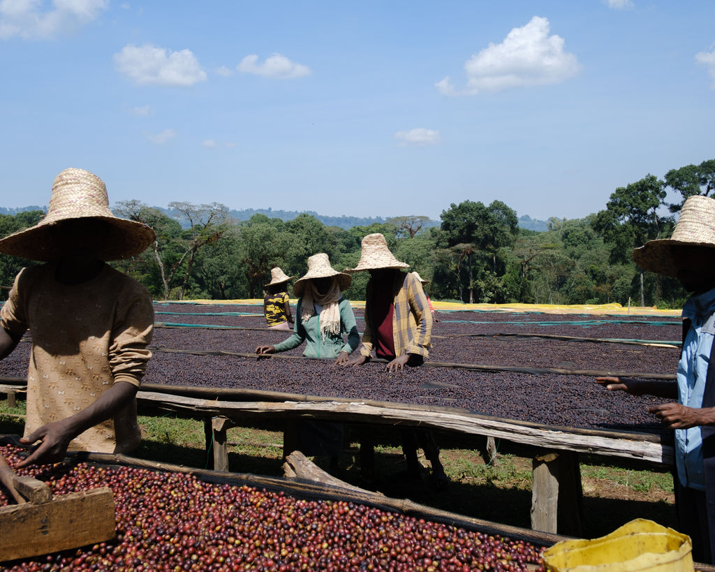 Ethiopia, Kaffa - Bitta Farm (JARC) Washed