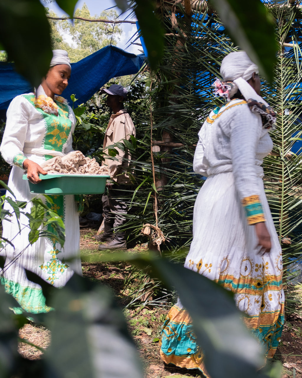 Ethiopia, Kaffa - Bitta Farm (JARC) Washed