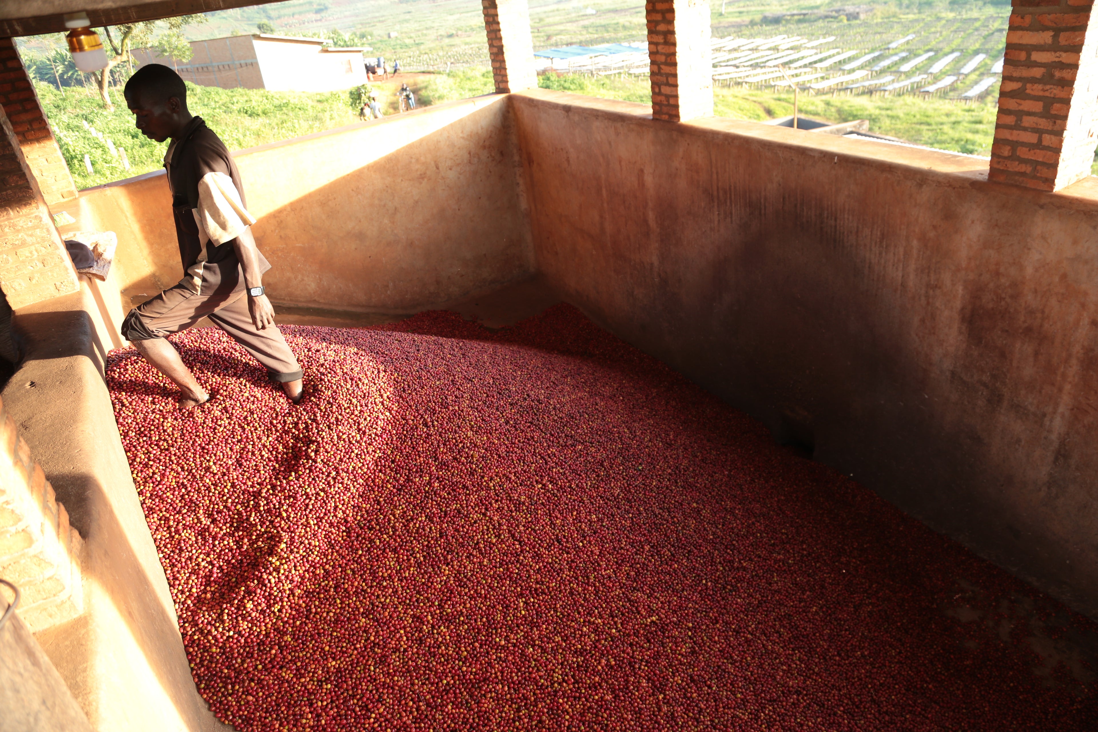 Burundi Gesura Washed