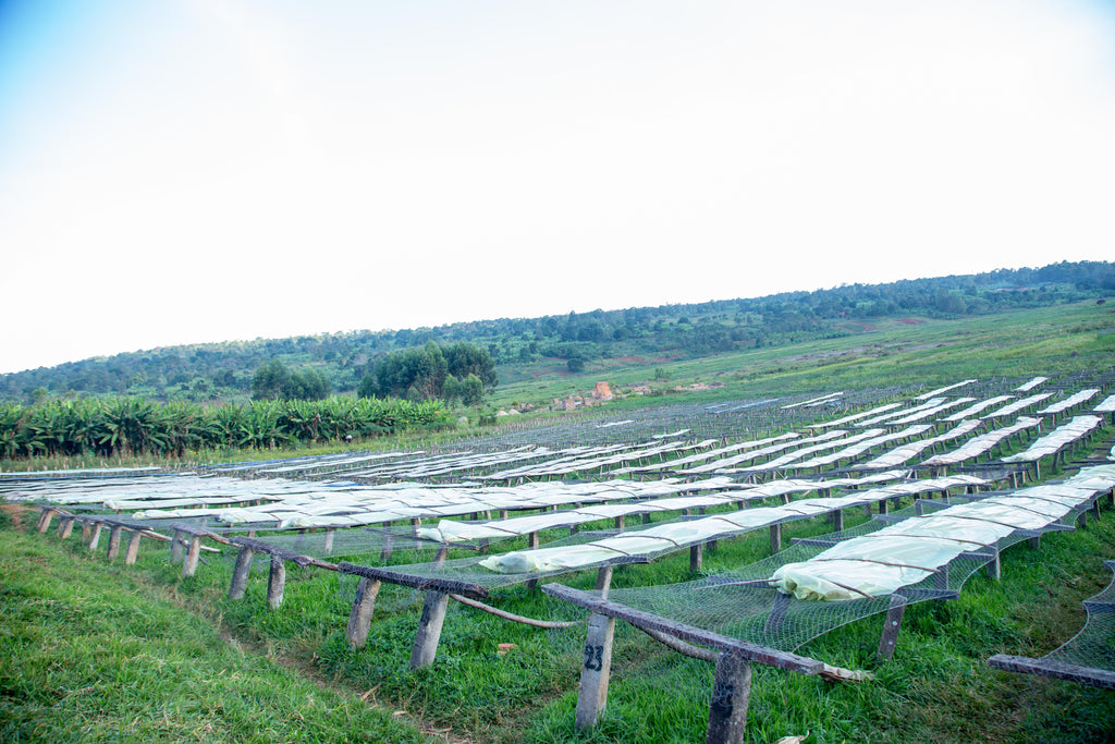 Burundi Gesura Washed