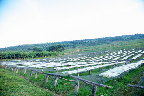 Burundi Gesura Washed