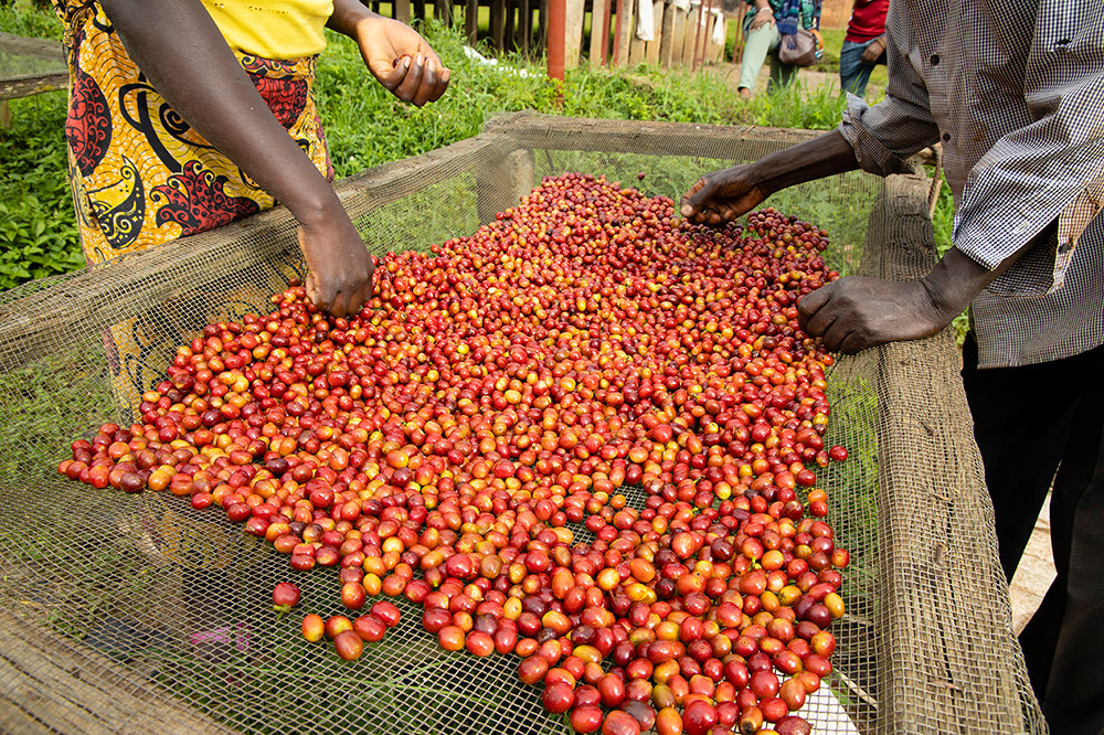 Burundi Gesura Washed