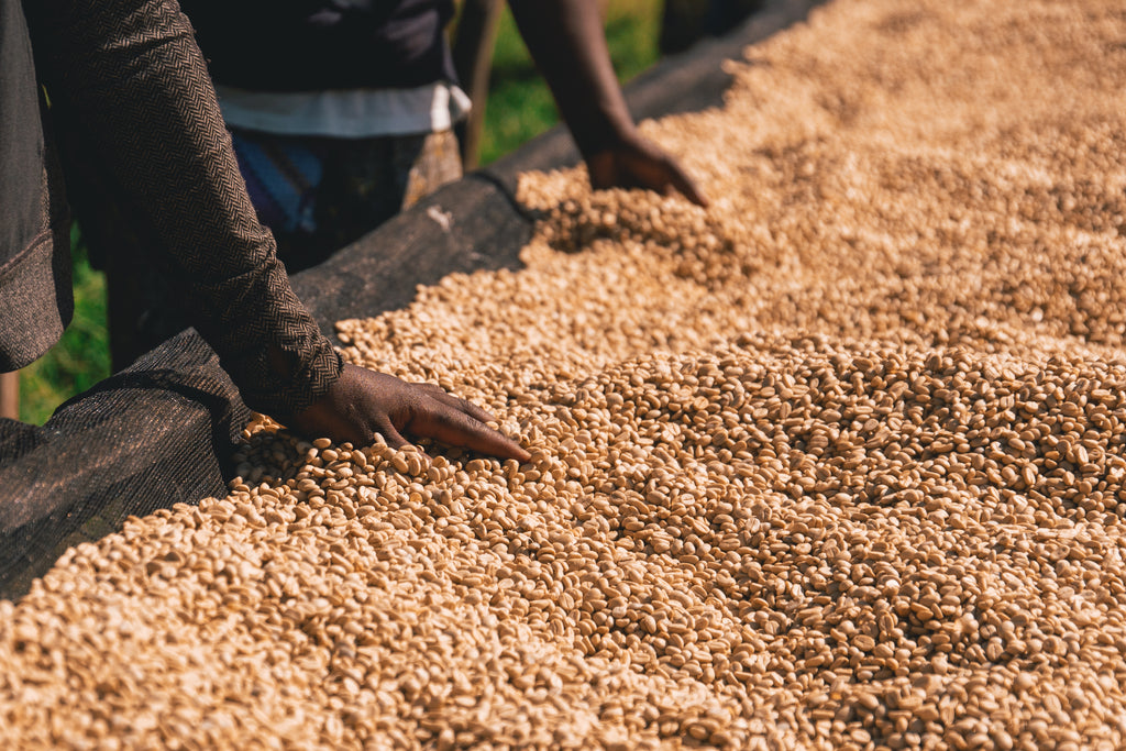 Rwanda, Cyesha - Bourbon, washed