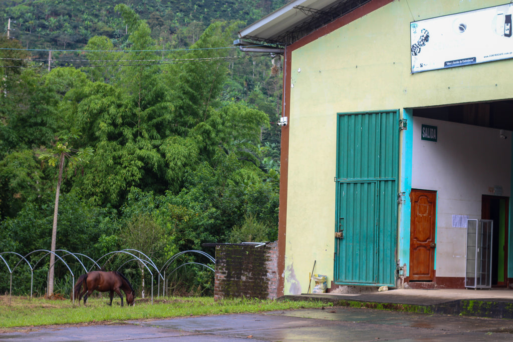 Peru, Cajamarca - Tabaconas, Honey