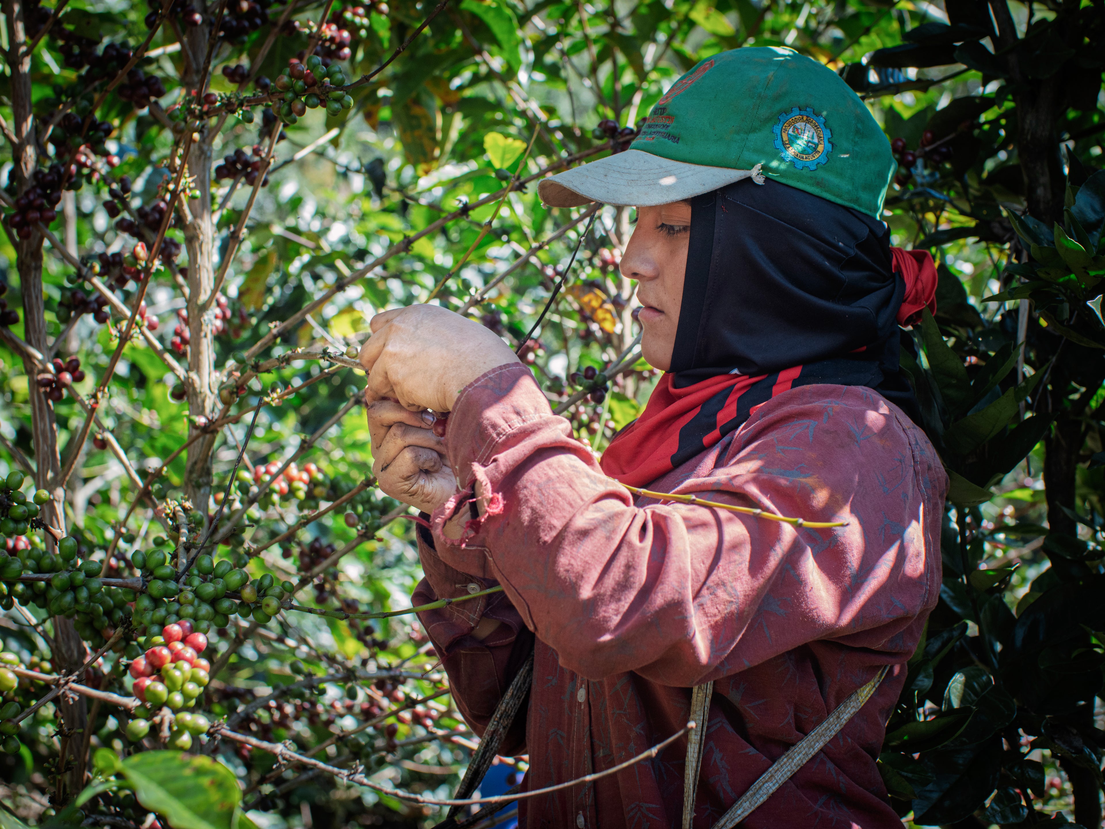 Peru, Cajamarca - Tabaconas, Honey