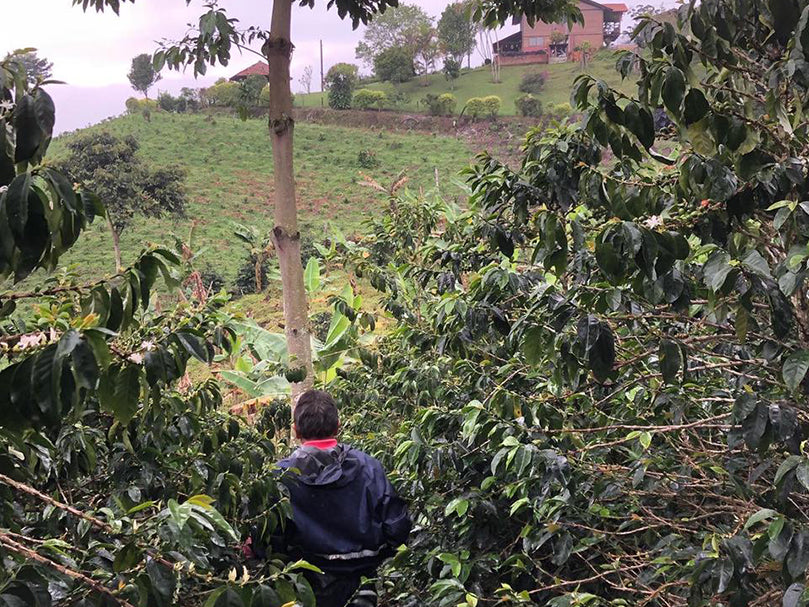 Colombia, Quindo - Red Geisha, natural (Light Roast)
