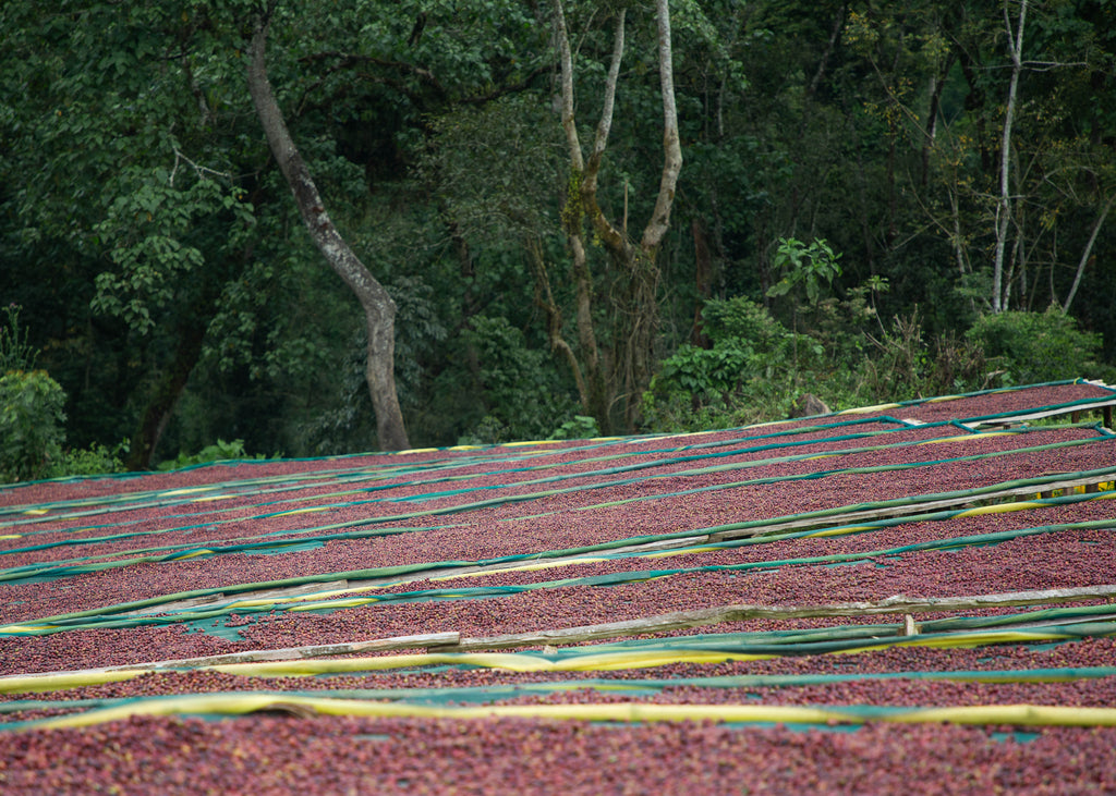 Ethiopia, Kaffa - Bitta Farm (JARC) Washed