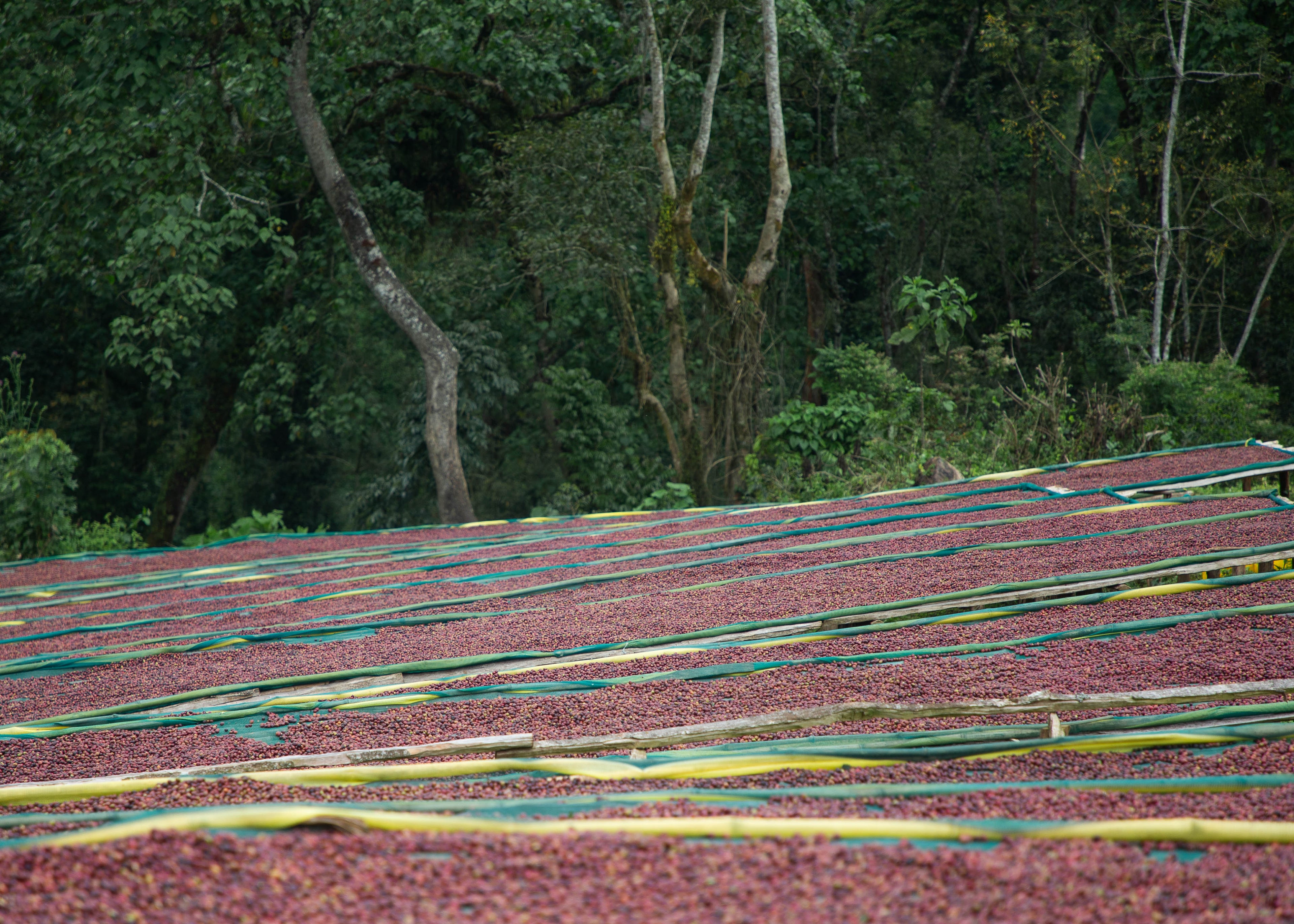 Ethiopia, Kaffa - Bitta Farm (JARC) Washed